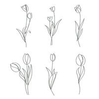 disegnato a mano tulipano fiori elegante continua linea disegno opera d'arte vettore