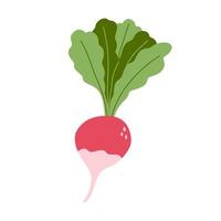 vettore illustrazione di ravanello nel piatto cartone animato stile. fresco radice verdura, salutare vegano cibo.