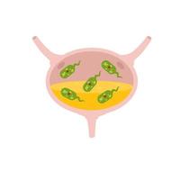 virus nel il Vescica urinaria. infezione e infiammazione di urina e interno organo. medico problema e illustrazione. verde virus e batteri. vettore