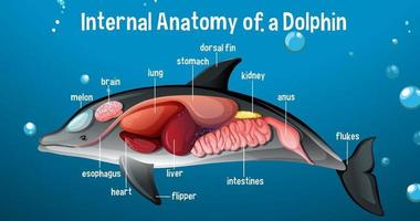 anatomia interna di un delfino con etichetta vettore