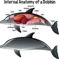 anatomia interna di un delfino con etichetta vettore
