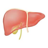stock illustrazione vettoriale di fegato cistifellea e anatomia del legamento epatico