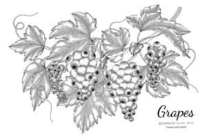 illustrazione botanica disegnata a mano di frutta dell'uva con disegni al tratto su sfondi bianchi. vettore