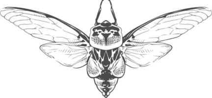 insetto incisione vettoriale