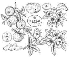 insieme decorativo botanico disegnato a mano della frutta e del fiore della mela di schizzo di vettore