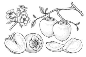 insieme dell'illustrazione botanica degli elementi disegnati a mano della frutta del cachi di hachiya vettore