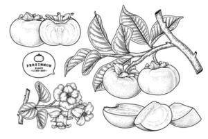 set di fuyu cachi frutta elementi disegnati a mano illustrazione botanica vettore