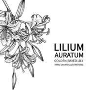 fiori di giglio dorato o disegni di lilium auratum. vettore