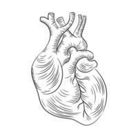 anatomico cuore struttura medicina formazione scolastica diagramma vettore