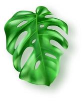 tropicale verde Monstera le foglie su bianca sfondo vettore