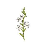 una linea continua di disegno bellezza fresca polianthes tuberosa per la stampa di poster da parete di arte della decorazione domestica. concetto di fiore decorativo tuberosa per biglietto d'invito. illustrazione vettoriale di disegno a linea singola