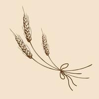 mano disegnato Grano orecchie schizzo scarabocchio. mazzo di Grano orecchie, secco totale grani. cereale raccolto, agricoltura, forno , agricoltura, salutare cibo simbolo. design elemento.vettore vettore