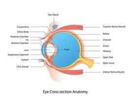 occhio attraversare sezione anatomia, umano occhio struttura schema medico illustrazione
