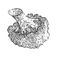 broccoli fresco schizzo mano disegnato vettore