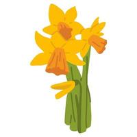 scarabocchio primavera fiore Narciso vettore