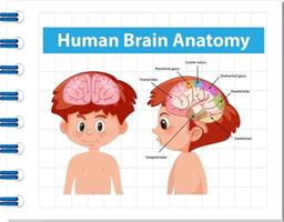 poster informativo del diagramma del cervello umano vettore