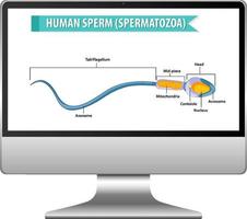 diagramma dello sperma umano sullo schermo del computer vettore