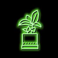verde le foglie pianta della casa nel pentola neon splendore icona illustrazione vettore