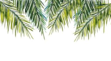 palma foglie, tropicale impianti su un isolato bianca sfondo, acquerello illustrazione vettore