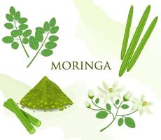 moringa, una pianta verde commestibile vettore