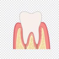 dente struttura. anatomia di denti. dentale medico illustrazione. vettore