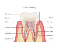 dente struttura. anatomia di denti. dentale medico illustrazione. vettore