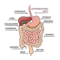 pancreas gastrointestinale tratto formazione scolastica diagramma vettore impostato