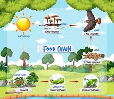 concetto di diagramma della catena alimentare sullo sfondo della foresta vettore