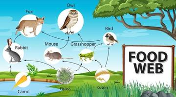 concetto di diagramma della catena alimentare sullo sfondo della foresta vettore