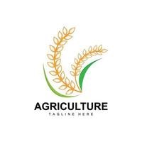 riso logo, agricoltura disegno, vettore Grano riso icona modello illustrazione
