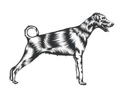 dobermann cane razza vettore illustrazione bianca sfondo