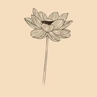 loto fiore vettore illustrazione con linea arte