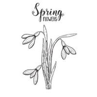 fiori di primavera. bucaneve monocromatiche disegnate a mano vintage. schizzo. illustrazione incisione vettoriale. vettore