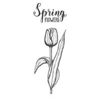 fiori di primavera. tulipano disegnato a mano dell'annata. schizzo. illustrazione incisione vettoriale. vettore
