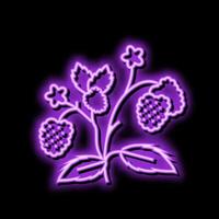 frutti di bosco pianta lampone frutta neon splendore icona illustrazione vettore