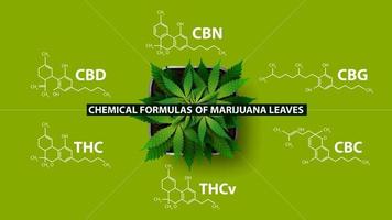 formule chimiche di cannabinoidi naturali, poster verde con formule chimiche di cannabinoidi e piante di cannabis, vista dall'alto vettore