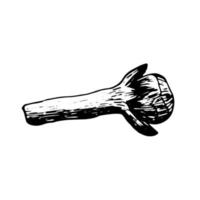 vettore Chiodo di garofano schizzo. mano disegnato secco Chiodi di garofano fiore clip arte.