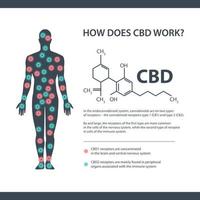 come funziona il CBD, banner informativo bianco con formula chimica del cannabidiolo e recettori endocannabinoidi nel corpo umano. vettore