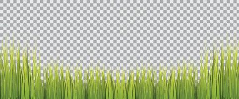verde erba isolato trasparente sfondo. vettore