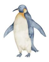 acquerello imperatore pinguini. mano disegnato illustrazione isolato su bianca sfondo. disegno di antartico animale nel pastello colori. schizzo di polare uccello. schizzo per logo o icona. nord carattere. vettore