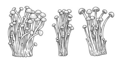 enoki funghi vettore illustrazione mano disegnato, famiglia di commestibile funghi, asiatico tradizionale cucina, salutare biologico cibo, vegetariano cibo, fresco funghi isolato su bianca sfondo
