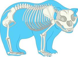 anatomia dello scheletro di orso selvatico isolato vettore