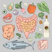 salutare intestini dieta medicina umano nutrizione vettore impostato