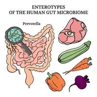 microbiome enterotipi prevotella medicina vettore illustrazione