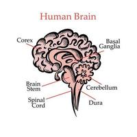 umano cervello struttura medico formazione scolastica vettore illustrazione