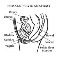 femmina pelvico anatomia monocromatico formazione scolastica schema vettore impostato