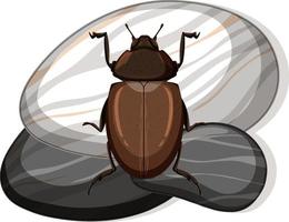 vista dall'alto di scarabeo nero africano su una pietra su sfondo bianco vettore