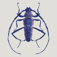 barbiglio scarafaggio nel viola colori. realistico illustrazione isolato su bianca sfondo. vettore