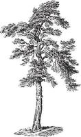 illustrazioni vintage di albero di pino silvestre vettore