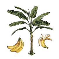 vettore impostato di tropicale Banana frutta e Banana palma frutta elementi. tropicale mano disegnato illustrazione